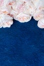 Delicate light pink roses dark blue stucco background close up, beautiful white flowers bouquet, birthday greeting card, valentine Royalty Free Stock Photo