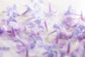 Delicate light purple lilac flower petals on a white background