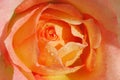 Delicate light rose