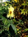 Delicate light yellow Dahlia in the garden against the background of blurred natural greenery, the last autumn flowers