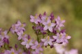 Delicate lilac Common Centaury flowers, Centaurium erythraea Royalty Free Stock Photo