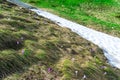 Delicate lilac crocus flowers appear in spring on a hill next to the snow that has not yet melted Royalty Free Stock Photo