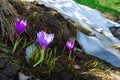 Delicate lilac crocus flowers close-up appear in spring on a hill next to the snow that has not yet melted Royalty Free Stock Photo