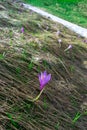 Delicate lilac crocus flowers close-up appear in spring on a hill next to the snow that has not yet melted Royalty Free Stock Photo