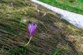 Delicate lilac crocus flowers close-up appear in spring on a hill next to the snow that has not yet melted Royalty Free Stock Photo