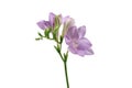 Delicate lilac freesia flower on white background.