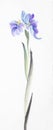 Delicate lilac iris Royalty Free Stock Photo