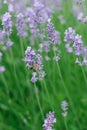 Delicate lilac lavender flowers in the garden in summer. A bee is sitting on a lavender flower. Selective focus Royalty Free Stock Photo