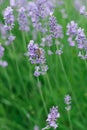 Delicate lilac lavender flowers in the garden in summer. A bee is sitting on a lavender flower. Selective focus Royalty Free Stock Photo