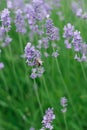 Delicate lilac lavender flowers in the garden in summer. A bee is sitting on a lavender flower. Selective focus Royalty Free Stock Photo