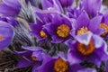 Delicate lilac snowdrops with yellow pollen . first spring flower