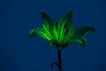 Delicate Lilium candidum flower with illuminated petals in studio