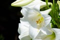 Delicate Lilium longiflorum `White Fox` flower in a spring season at a botanical garden.