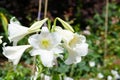 Delicate Lilium longiflorum `White Fox` flower in a spring season at a botanical garden. Royalty Free Stock Photo