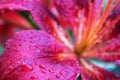 Delicate petals of a lily with drops of water after a rain Royalty Free Stock Photo