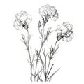Delicate Line Drawing Of Carnation Shaped Snapdragon Flowers