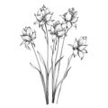 Delicate Line Drawing Of Cottagepunk Flowers: Minimalist Victorian-inspired Illustrations