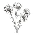 Delicate Line Drawing Of Geranium Shaped Snapdragon Flowers