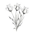 Delicate Line Drawings Of Black Flowers On White Background