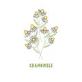 Delicate little bouquet of chamomile, isolated on white.