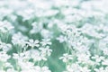 Delicate little flowers in the field . Flowers cerastium outdoors. Selective focus