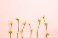 Delicate little leaves from open buds on branches-sprouts on a pink background. Spring, the beginning of a new life, tenderness. Royalty Free Stock Photo