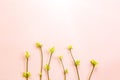 Delicate little leaves from open buds on branches-sprouts on a pink background. Spring, the beginning of a new life, tenderness. Royalty Free Stock Photo