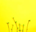 Delicate little leaves from open buds on branches-sprouts on a yellow background. Spring, the beginning of a new life. Copy space Royalty Free Stock Photo