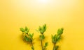 Delicate little leaves from open buds on branches-sprouts on a yellow background. Spring, the beginning of a new life. Copy space Royalty Free Stock Photo