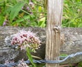 Tiny spiky pink flower attatched to wooden fence