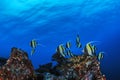 Morish Idols schooling, Cocos Island, Costa Rica