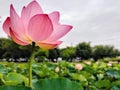 The delicate lotus flower that enchants. Royalty Free Stock Photo
