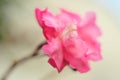 Delicate, lovely flower like carnation, soft background blur, selective focus