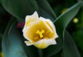 Delicate and lovely golden turmeric flower