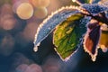 Macro Shot of Ice-Covered Dew Drops on Leaf Edge in Soft Sunlit Composition Royalty Free Stock Photo