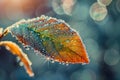 Delicate Frozen Dew on Leaf Highlighted by Glittering Sunlight in Elegant Nature Photography Royalty Free Stock Photo