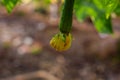 Young Angled Luffa Gourd with Flower - Plant Life Cycle Royalty Free Stock Photo