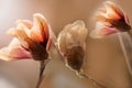 Delicate magnolia flower of unusual pastel color on a branch on a natural garden background.