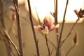 Delicate magnolia flower of unusual pastel color on a branch on a natural garden background.