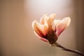 Delicate magnolia flower of unusual pastel color on a branch on a natural garden background.