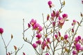 Delicate magnolia flower of unusual pastel color on a branch on a natural garden background.