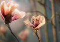 Delicate magnolia flower of unusual pastel color on a branch on a natural garden background.