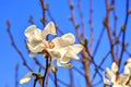 Delicate magnolia tree white flower in springtime Royalty Free Stock Photo