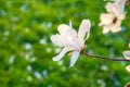 Delicate magnolia tree white flowers in springtime