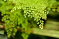 Delicate maiden hair fern leaves hang above the ground in summertime. Royalty Free Stock Photo