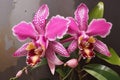 Colombian orchid cattleya trianae traditional flower of Colombia, beautiful pink orchid Royalty Free Stock Photo