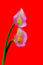 Delicate mini pink calla lillies against red background Royalty Free Stock Photo