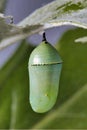 Delicate monarch chrysalis hanging from a green plant.
