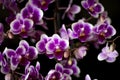 Delicate moth orchid flowers on black background Royalty Free Stock Photo