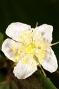 A delicate Muntingia calabura blossom, featuring small white petals and yellow stamens